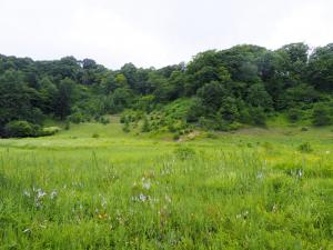 軽井沢町植物園　自然園