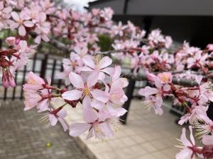 オオヤマザクラの花の写真