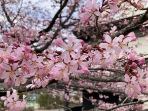 オオヤマザクラの花の写真