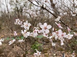 マメザクラの花の写真
