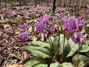 カタクリの花の写真