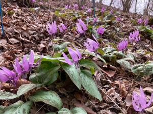 カタクリの花の写真