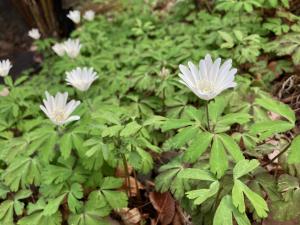 アズマイチゲの花の写真