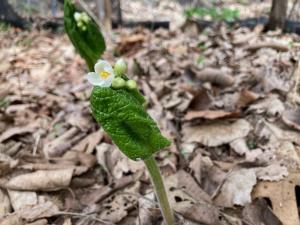 サンカヨウの花の写真