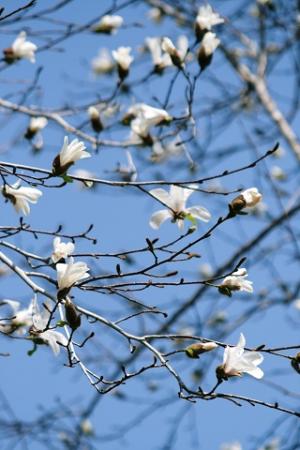 コブシの花の写真
