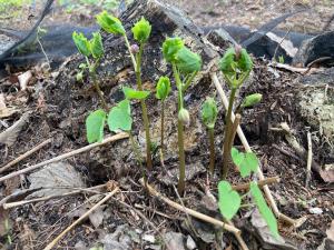 トガクシソウの蕾の写真