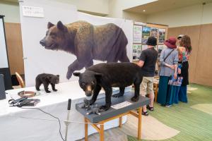 軽井沢の森と生きる　クマの共生など、自然環境への理解を深める展示