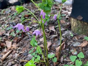 トガクシソウの花の写真