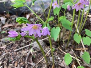トガクシソウの花の写真