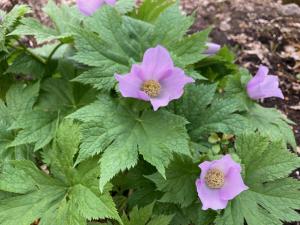 シラネアオイの花の写真