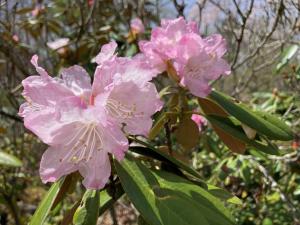 アズマシャクナゲの花の写真