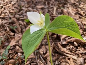 オオバナノエンレイソウの花の写真