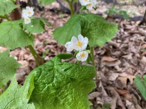 サンカヨウの花の写真