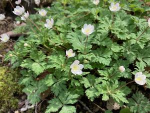 ニリンソウの花の写真