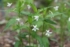 タデスミレの花の写真