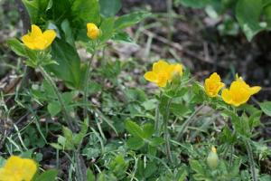 ヤマブキソウの花の写真