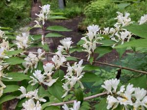 ハナヒョウタンボクの花の写真