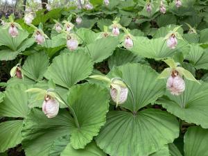 クマガイソウの花の写真