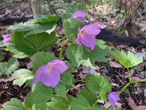 シラネアオイの花の写真