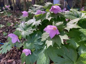 シラネアオイの花の写真
