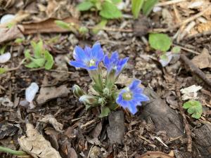 フデリンドウの花の写真