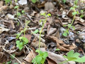 ヤマトグサの花の写真