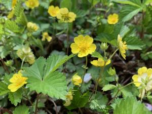 ツルキンバイの花の写真