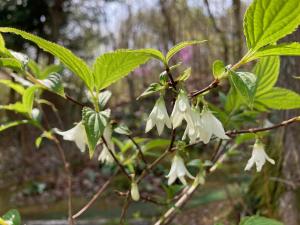 ウメウツギの花の写真
