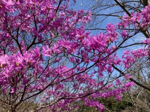 ミツバツツジの花の写真