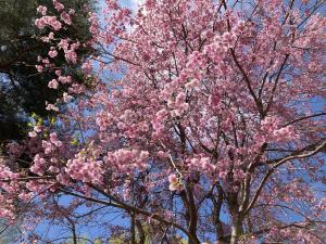 コモロヤエベニシダレザクラの花の写真