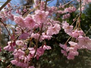 コモロヤエベニシダレザクラの花の写真
