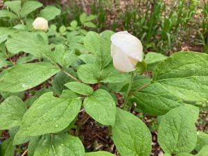ヤマシャクヤクの花の写真