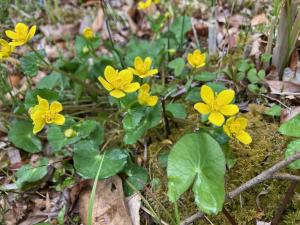 リュウキンカの花の写真