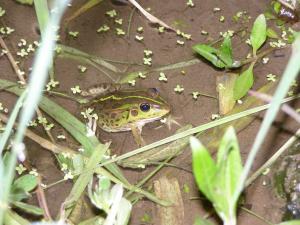 トウキョウダルマガエル
