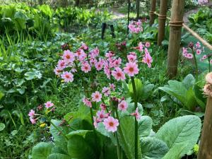 クリンソウの花の写真