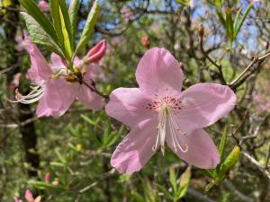 クロフネツツジの花の写真