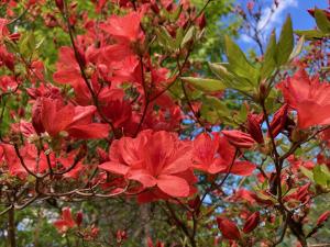 ヤマツツジの花の写真