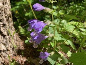 ラショウモンカズラの花の写真