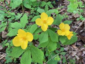 ヤマブキソウの花の写真