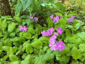 サクラソウの花