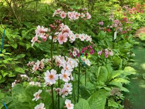クリンソウの花の写真