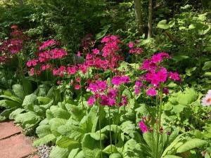 クリンソウの花の写真