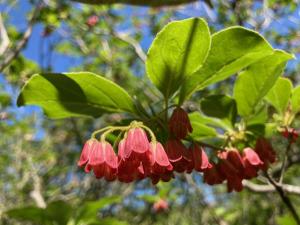 ベニサラサドウダンの花の写真