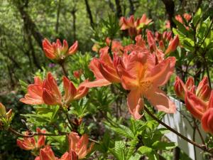 レンゲツツジの花の写真