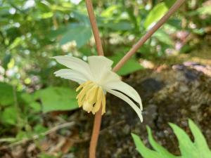ハッカクレンの花の写真