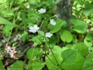 ツルカメバソウの花の写真