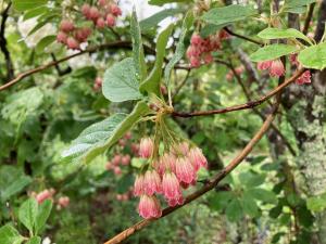 サラサドウダンの花の写真
