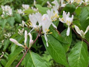 ハナヒョウタンボクの花の写真