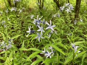 チョウジソウの花の写真