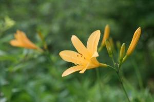 ニッコウキスゲの花の写真